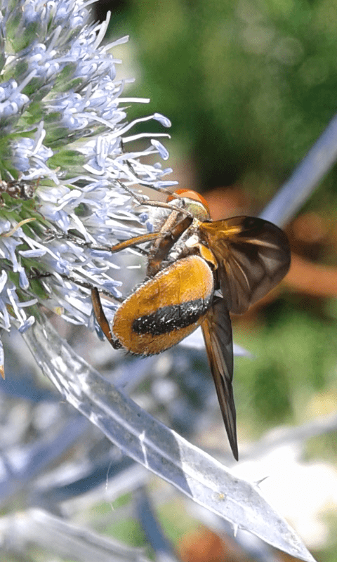 Ectophasia sp. 2 (Tachinidae)?